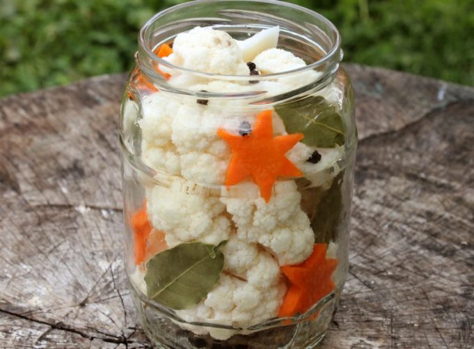 Conopida murata Conopida murata